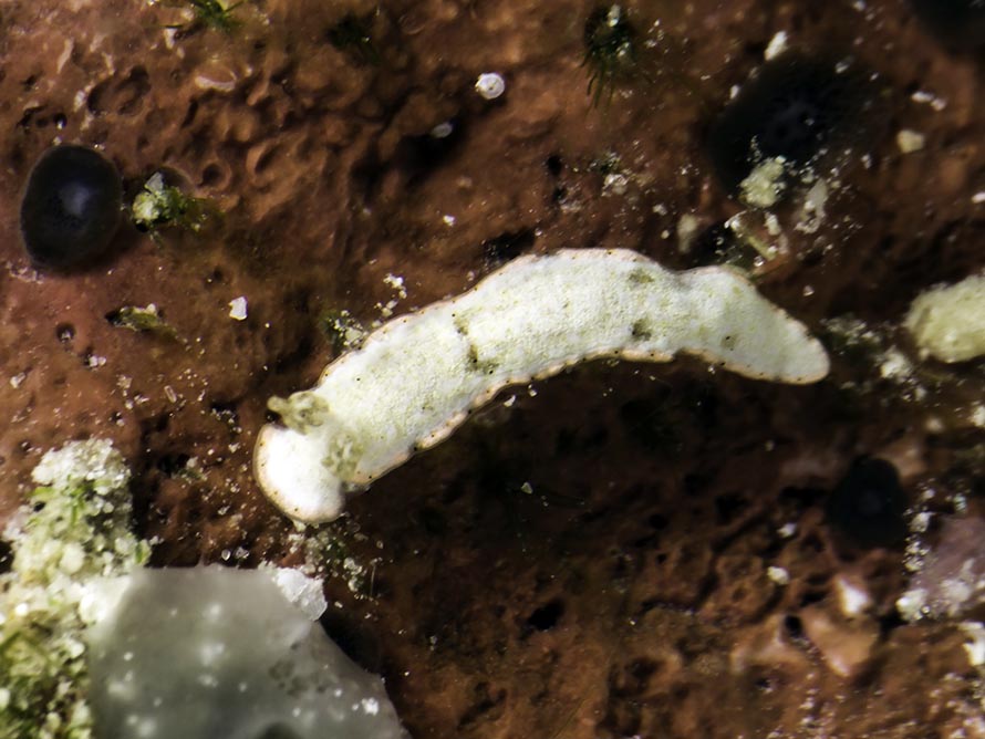 Dermatobranchus rodmani